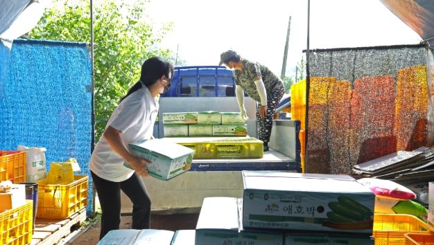 화천군 간동면 지역의 한 농가에서 여성 농업인이 애호박을 출하하고 있다.
